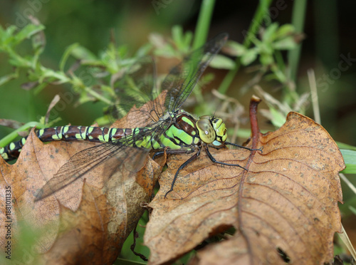 Blaugrüne Mosaikjungfer - Southern Hawker