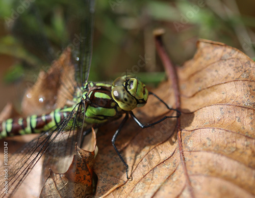 Blaugrüne Mosaikjungfer - Southern Hawker