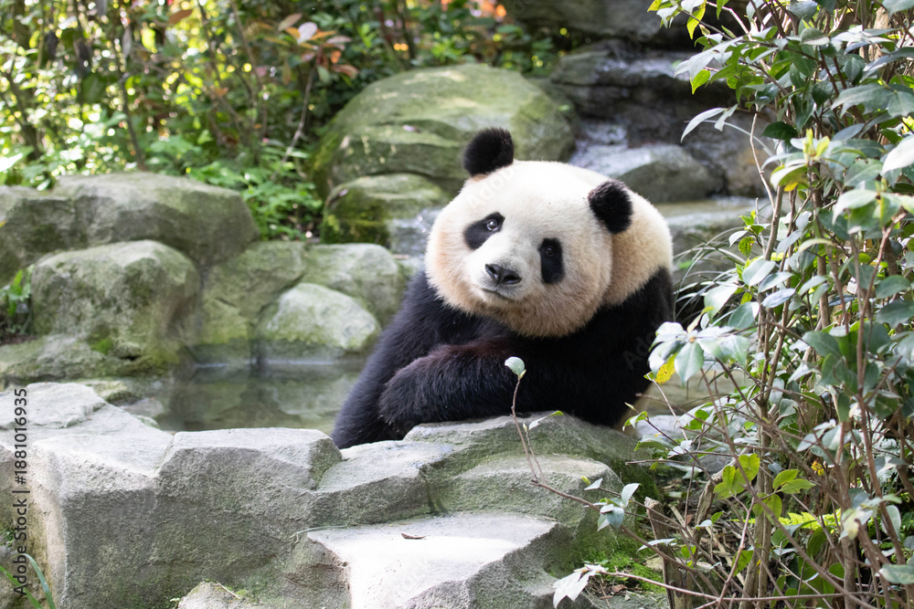 Obraz premium close up female Panda, mei Lan aka Rou Rou