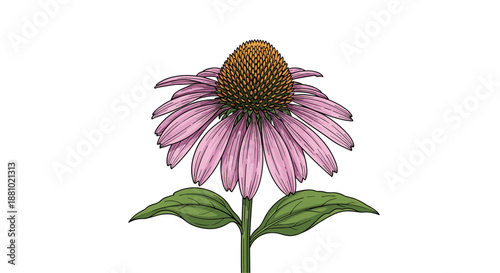 Detailed botanical illustration of a single echinacea flower with pink petals and a textured center for herbal medicine and garden design.