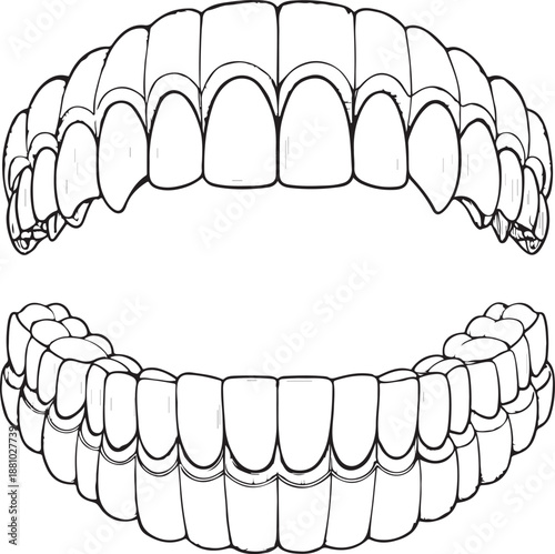 Detailed illustration of human teeth with gum line and dental anatomy