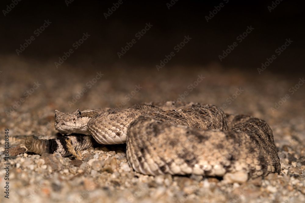 Fototapeta premium Sidewinder into the Borrego Springs desert