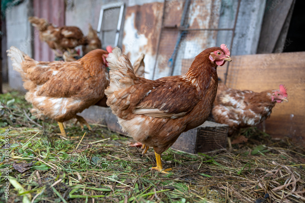 Fototapeta premium Brown domestic chickens foraging on rural farm ground