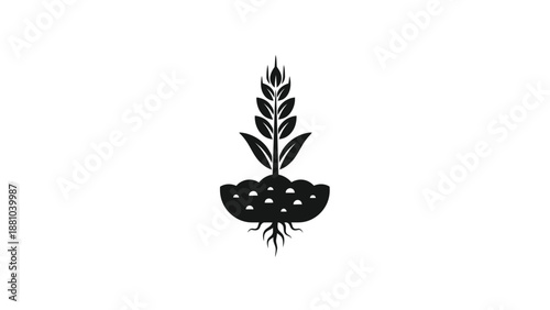 Wheat sprout growing from soil