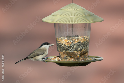Poecile palustris O CINCIA BIGIA IN CERCA DI CIBO IN UNA GIORNARA INVERNALE.
