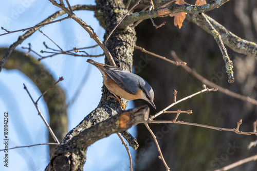 SITTA EUROPEA O PICCHIO MURATORE IN CERCA DI CIBO DURANTE UNA GIORNATA INVERNALE