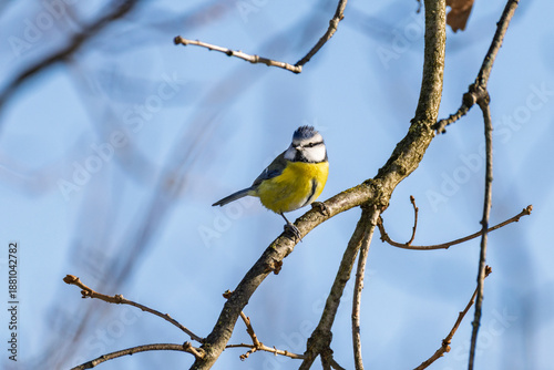 Cyanistes caeruleus O CINCIARELLA IN CERCA DI CIBO IN UNA GIORNATA INVERNALE