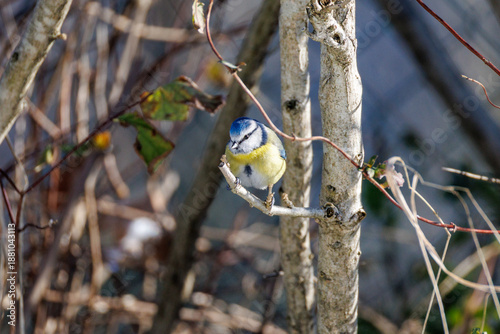 Cyanistes caeruleus O CINCIARELLA IN CERCA DI CIBO IN UNA GIORNATA INVERNALE