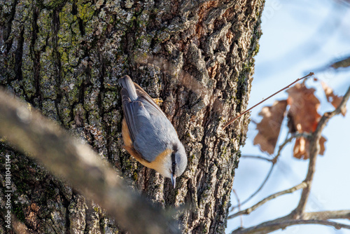 SITTA EUROPEA O PICCHIO MURATORE IN CERCA DI CIBO DURANTE UNA GIORNATA INVERNALE