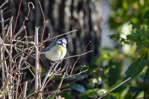 Cyanistes caeruleus O CINCIARELLA IN CERCA DI CIBO IN UNA GIORNATA INVERNALE