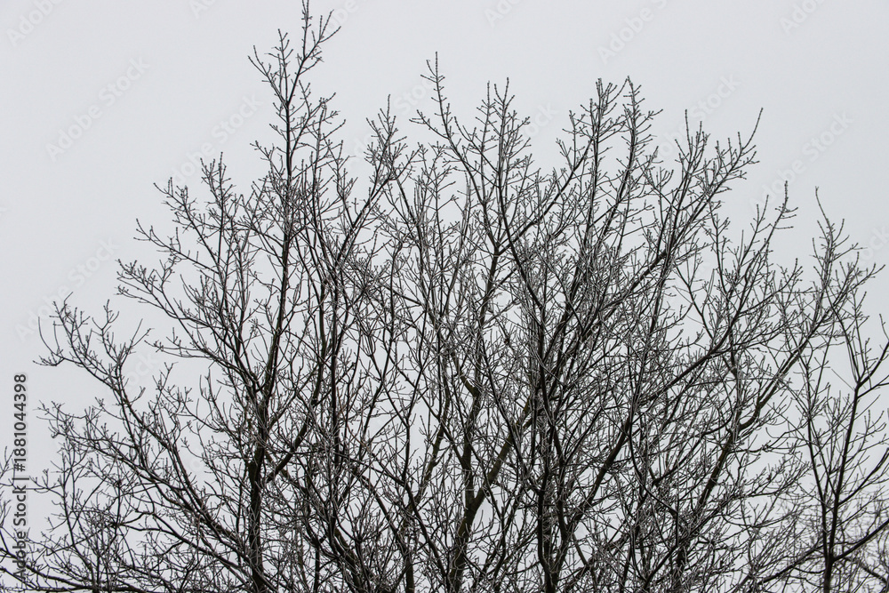 Obraz premium \The top of a tree without leaves against the sky.