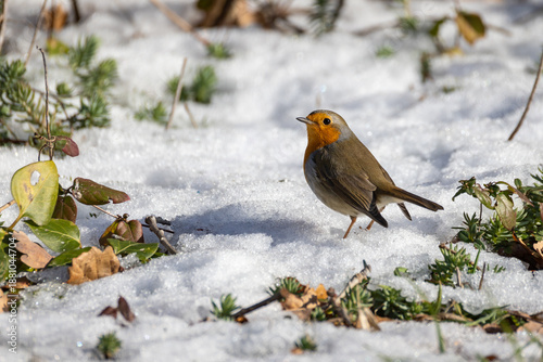 PETTIROSSO IN CERCA DI CIBO IN UNA RIGIDA GIORNATA INVERNALE