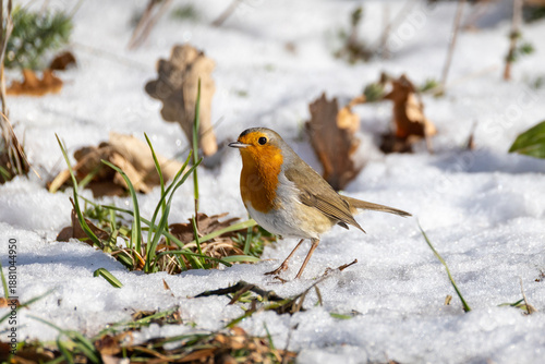 PETTIROSSO IN CERCA DI CIBO IN UNA RIGIDA GIORNATA INVERNALE