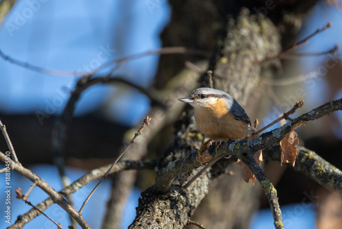 SITTA EUROPEA O PICCHIO MURATORE IN CERCA DI CIBO DURANTE UNA GIORNATA INVERNALE