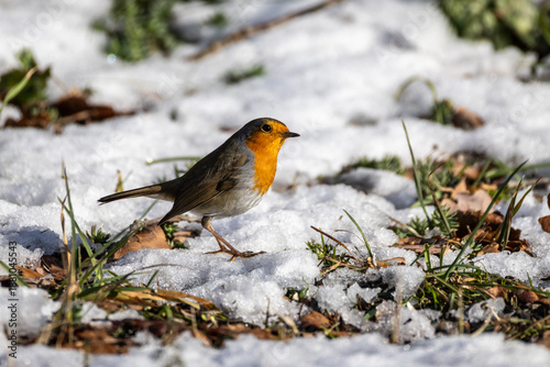 PETTIROSSO IN CERCA DI CIBO IN UNA RIGIDA GIORNATA INVERNALE