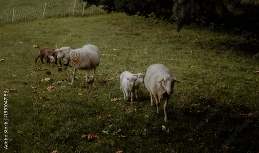 Obraz premium Mother sheep with their lambs following them, strolling and grazing in lush green mountain pasture at dusk