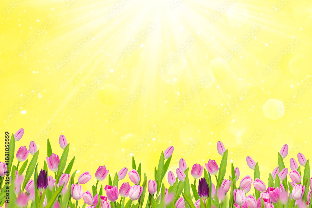 Fototapeta premium Spring landscape. Beautiful pink tulips in the garden. Space for text. Greeting card.