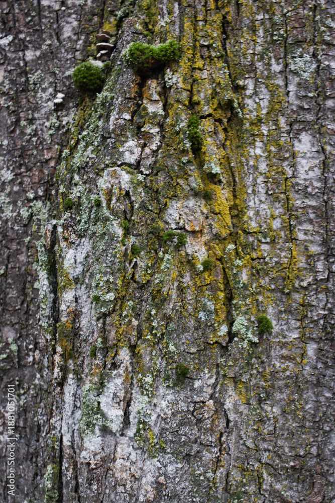 Fototapeta premium Abstract background of old tree bark.