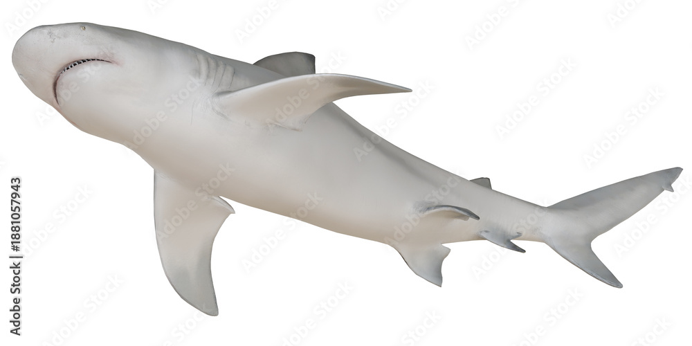 Fototapeta premium Majestic shark swimming in the ocean