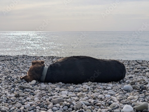 Bilde på lerret A large dog lies on the shore with its back to the viewer and its muzzle facing the sea