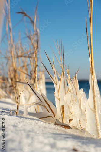 Reeds at the lakeshore encased in thick ice, backlit by sunlight, sparkling ice crystals on a snow-covered beach under a blue winter sky.
