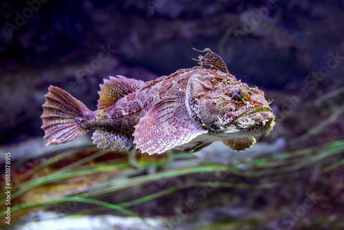 Photos European black scorpionfish (Scorpaena porcus)