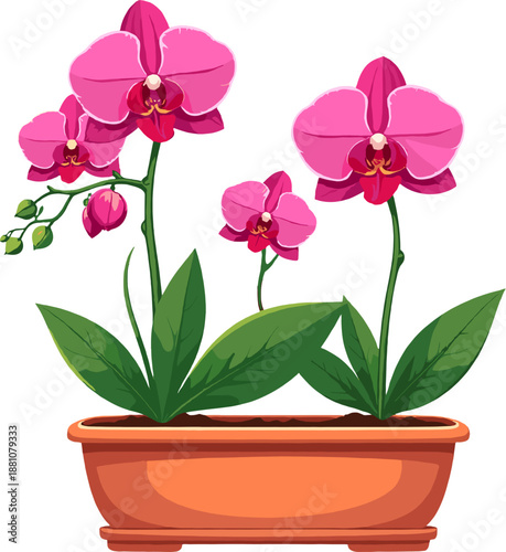 Pink orchid flowers in pot, elegant phalaenopsis houseplant collection, tropical floral decor illustration for interior, spa, wedding and botanical design