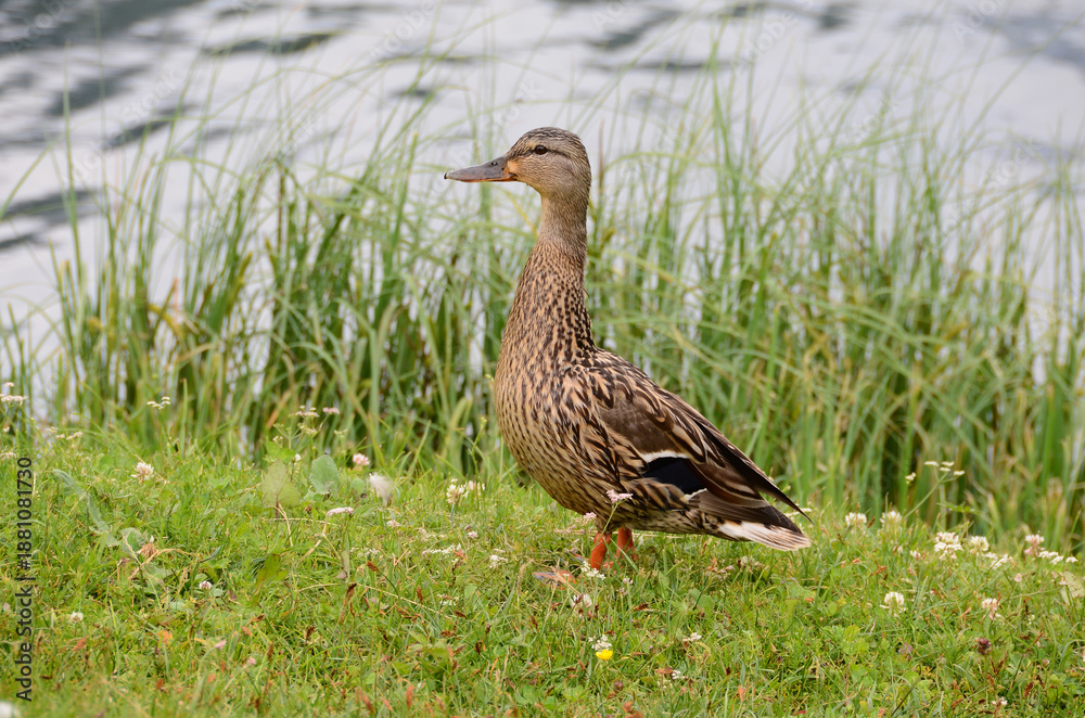 Fototapeta premium Ducks in Lake Misurina, Veneto, Italy