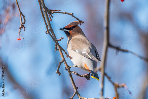 Photos Bohemian Waxwing, Bombycilla garrulus, sitting on the bush and feeding on wild red apples in winter or early spring time