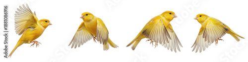 Foto Realistic Domestic Canary Bird Collection Featuring Dynamic Flying Poses With Vi