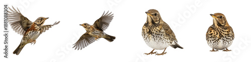 Fotografie Realistic Song Thrush Bird Collection Featuring Multiple Flying and Standing Pos