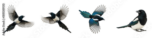 Fotografie Eurasian Magpie Flying Set Transparent PNG Isolated On White Background Black An
