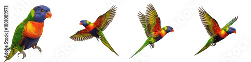 Fotografie Rainbow Lorikeet Flying Set Transparent PNG Isolated On White Background Colorfu
