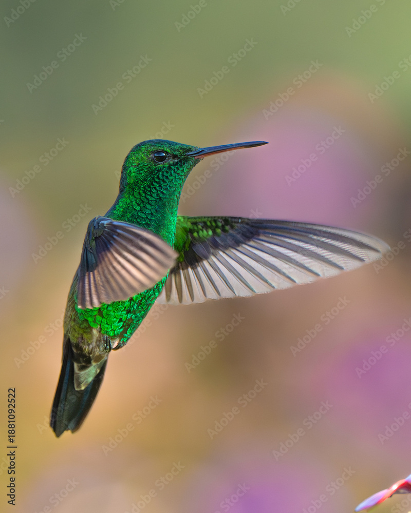 Fototapeta premium Colorful endemic birds of America