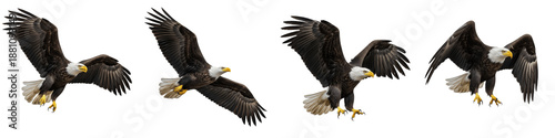 Tableau sur toile Bald Eagle Set Transparent PNG Isolated On White Background Majestic American Na