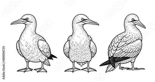 Detailed line art of three booby birds in different poses