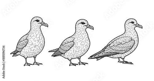 Three engraved pigeons: detailed black and white illustration