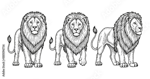 Detailed hand-drawn trio of lions showcasing regal expressions and majestic manes