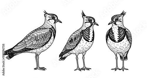Black and white illustrations of three northern lapwings side by side