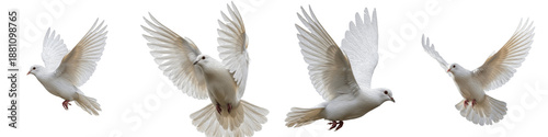 Foto White Pigeon Dove Set Isolated on White Background, Flying Peace Bird Poses, Tra