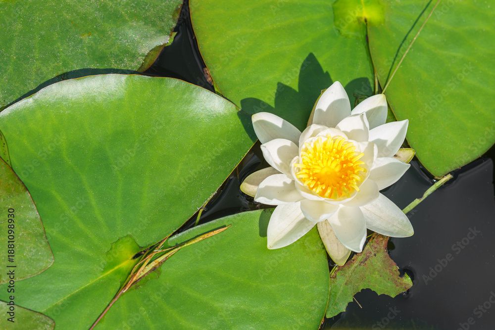 Fototapeta premium Aquatic plant, white water lily with yellow center, Nymphaea alba floating on green leaves in calm pond water symbolizing purity tranquility and summer nature