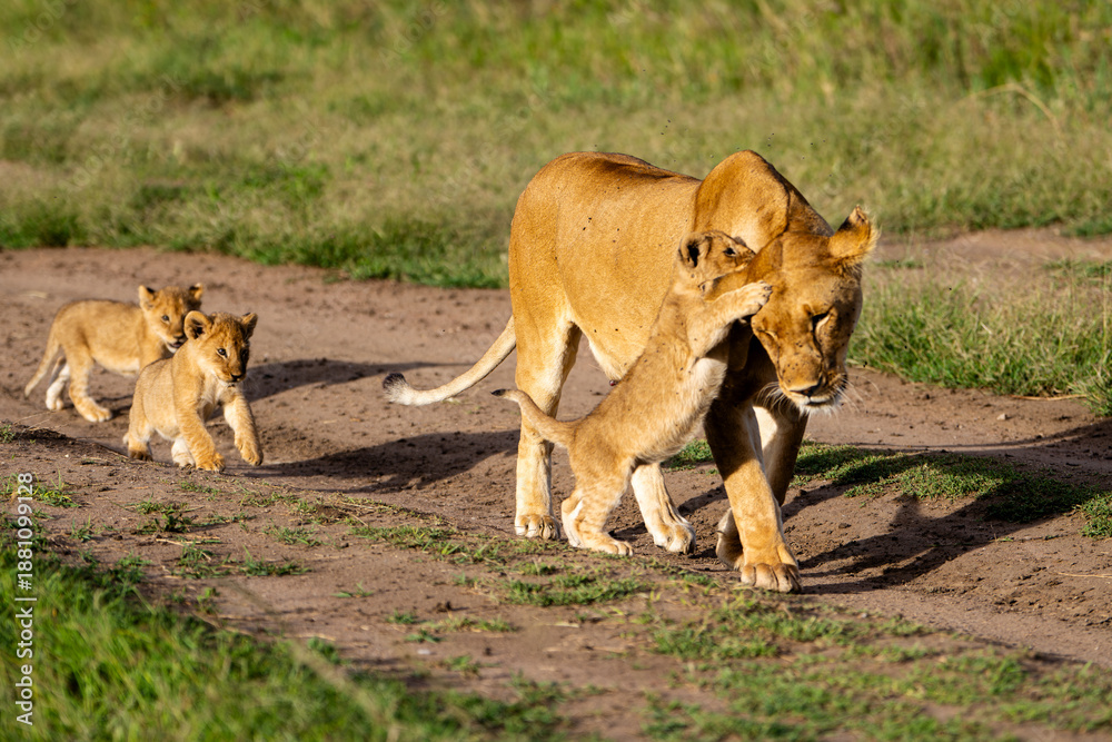 Naklejka premium Lioness with her cubs in the African savannah playing while walking