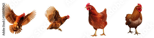 Tableau sur toile Brown Rhode Island Red Chicken Set Isolated on White Background, Domestic Hen in