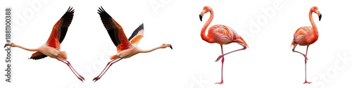 Fotografía American Flamingo Set Isolated on White Background, Phoenicopterus Ruber in Flig