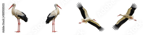 White Stork Set Isolated on White Background, Ciconia Ciconia in Flight and Standing Poses, Large Migratory Bird, Transparent PNG Wetland Wildlife Clipart Collection