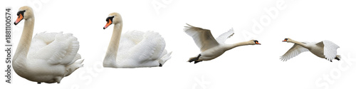 Foto Mute Swan Bird Set Isolated on White Background, Cygnus Olor in Flight and Swimm