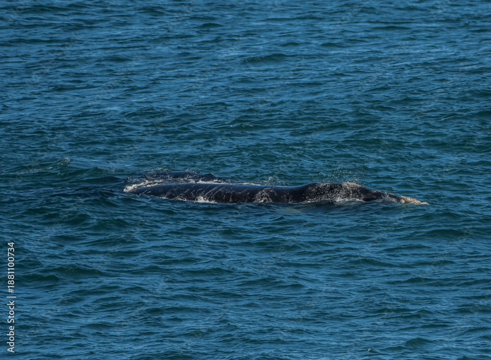 Fototapeta premium Southern right whale watching in Gansbaai Hermanus
