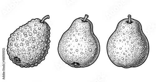 Hand-drawn pear and citrus illustrations: detailed fruit artwork