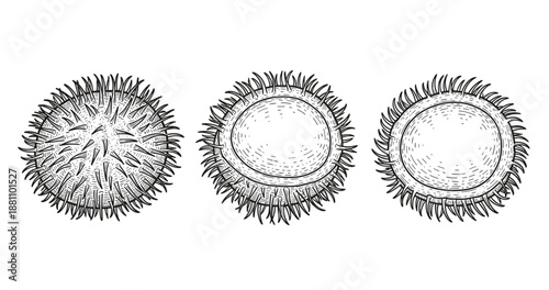 Detailed botanical illustration of three spiky dandelion seeds in black and white