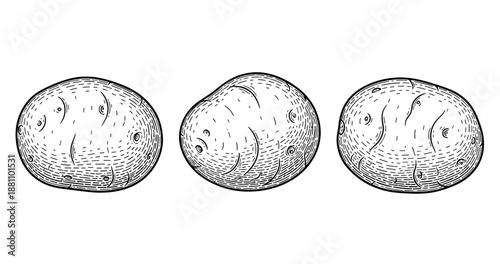 Hand-drawn black and white vintage potato illustration trio